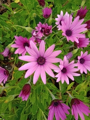 Dimorphotheca jucunda