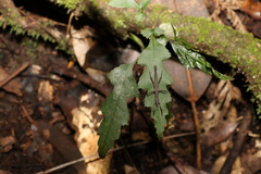 Pachymorpha