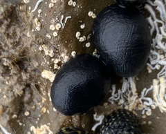 Nerita atramentosa
