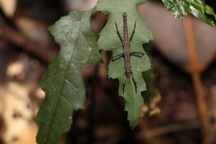 Pachymorpha