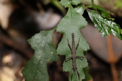 Pachymorpha