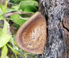Lentinus