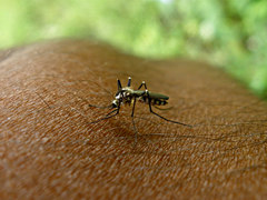 Aedes triseriatus