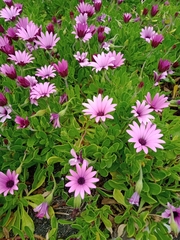 Dimorphotheca jucunda