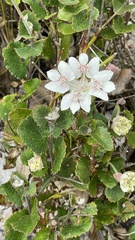 Xanthosia rotundifolia