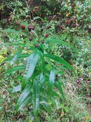 Buglossoides arvensis