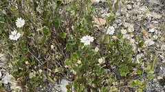 Xanthosia rotundifolia