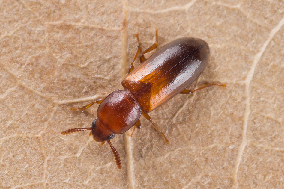 Corticeus bicolor