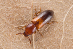 Corticeus bicolor