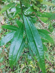 Buglossoides arvensis