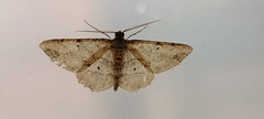 Melanolophia signataria