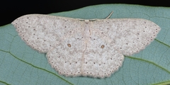 Perixera flavispila