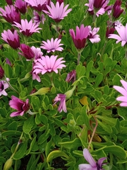 Dimorphotheca jucunda