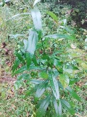 Buglossoides arvensis
