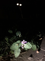 Orychophragmus violaceus