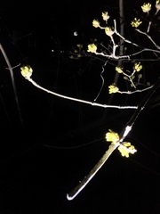 Cornus officinalis