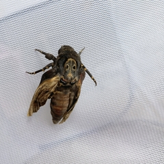 Acherontia lachesis