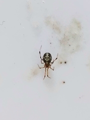 Theridiidae