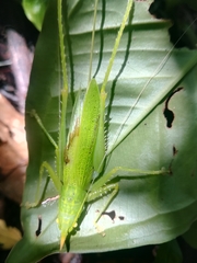Copiphora azteca
