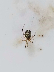 Theridiidae