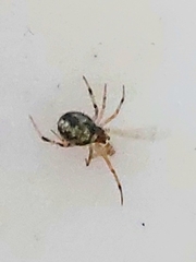 Theridiidae