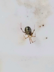 Theridiidae