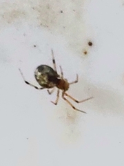 Theridiidae