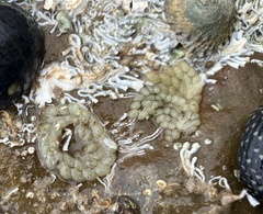 Mollusca