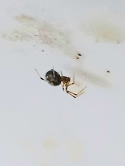 Theridiidae