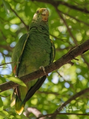 Amazona oratrix