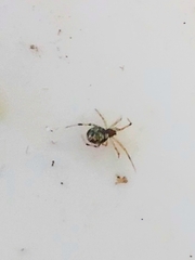 Theridiidae