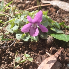 Viola riviniana