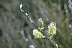 Salix cinerea