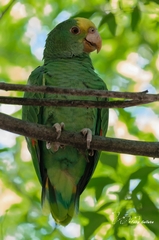 Amazona oratrix