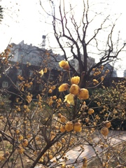 Chimonanthus praecox