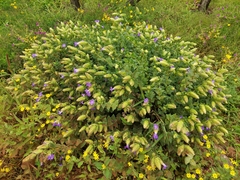 Strobilanthes sessilis