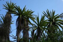 Cordyline indivisa