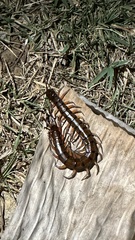 Scolopendra subspinipes
