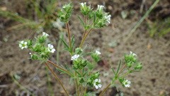 Chamaerhodos erecta