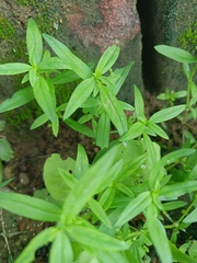 Oldenlandia corymbosa