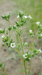 Chamaerhodos erecta
