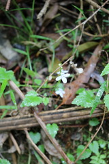 Lobelia trigonocaulis