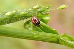 Mormidea lugens