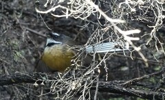 Rhipidura fuliginosa fuliginosa