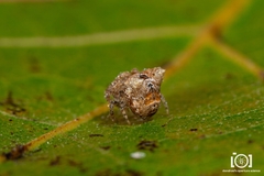 Kaira alba
