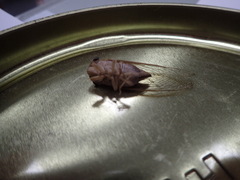 Chremistica ochracea