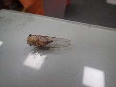 Chremistica ochracea