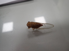 Chremistica ochracea