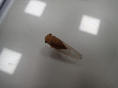 Chremistica ochracea