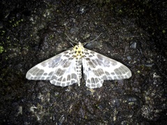 Pogonopygia nigralbata